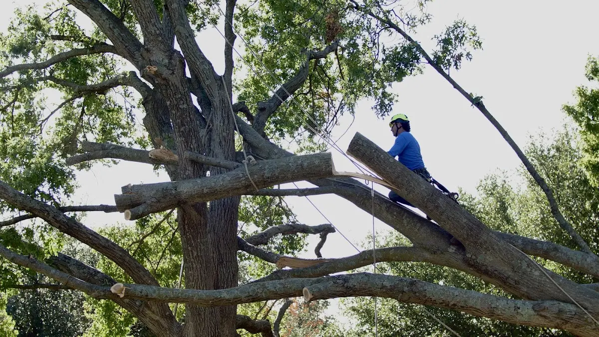 Professional Hazardous Tree Removal performed by certified arborists in Garden City