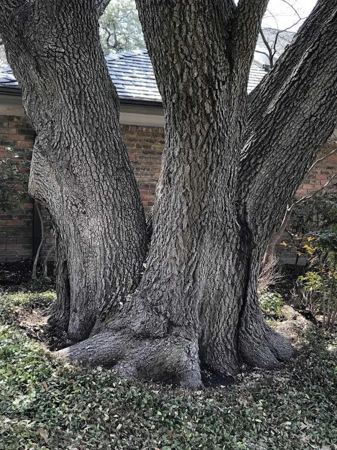 Mature heritage tree close to a Garden City property cared for by certified arborists